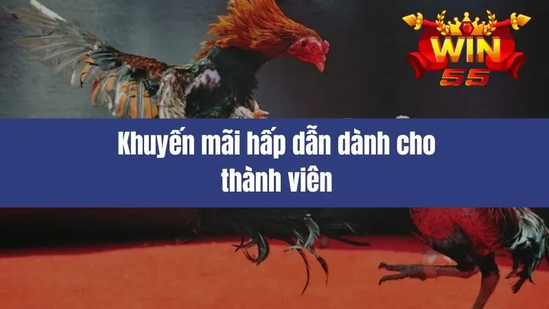 Đá Gà Win55